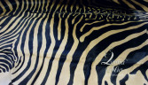 Шкура зебры бежево-черная с крупными полосками (4,5-5 м2)   