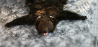 Шкура бурого медведя 1,75 м, Россия