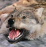 Шкура серого волка 1,30 м