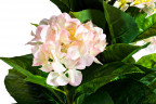 Гортензия бело-розовая в горшке, 113 см