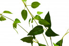 Веточка с листьями 80 см (24)