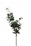 Листья эвкалипта 90 см (24)