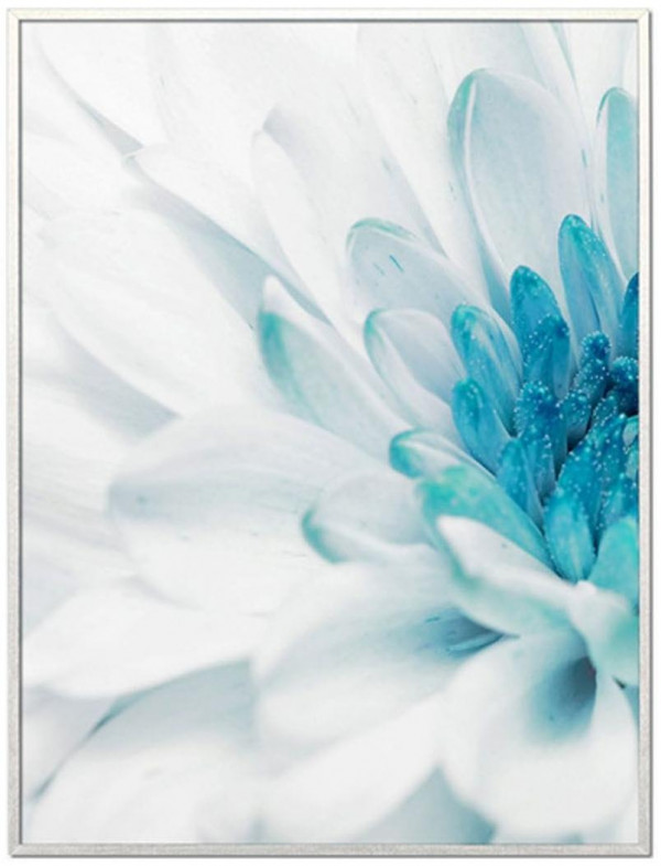 Постер Красивая хризантема - 1