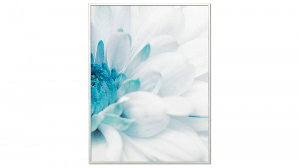 Постер на стену Красивая хризантема-2 60*80см.