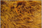 Прикроватный коврик из тибетской овчины рыжий 0,55 х 1,15 м
