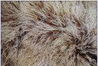 Прикроватный коврик из тибетской овчины шоколад 0,55 х 1,15 м