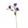 Лизиантус фиолетовый, 78см (36)