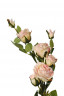 Роза кустовая нежно-розовая 73 см(24)
