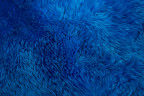 Шкура мериноса 6-х шкурная синяя (1,5 х 2 м)