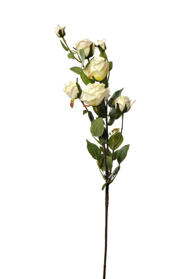 Роза кустовая белая срезка