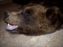 Шкура буро-коричневого медведя 1,70 м