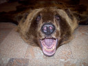 Шкура буро-черного медведя 1,65 м