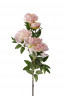 Пион кустовой нежно-розовый 94см(12)