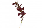 Веточка эвкалипта с цветами листья бордовые