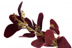 Веточка эвкалипта с цветами листья бордовые