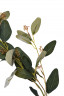 Веточка эвкалипта с цветами, листья зелёные